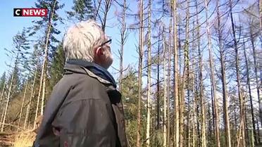 Un champignon ravage des arbres en Bretagne