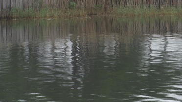 Gironde : une algue invasive menace le Lac du Moutchic