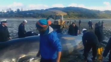 Chili : l'armée sauve une baleine de 9 mètres échouée sur la plage