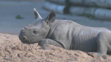 Zoo de Chester : rare et première sortie pour un bébé rhinocéros noir