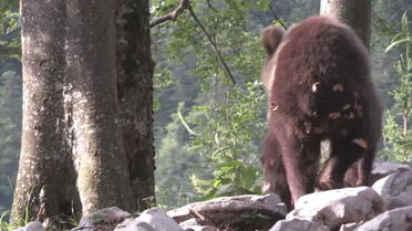 Slovénie : la population d'ours bruns en plein boom