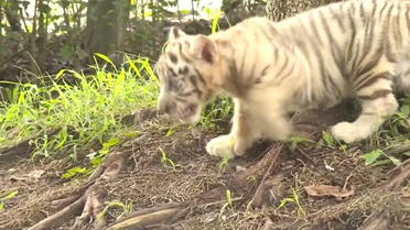 Des tigres blancs jumeaux introduits dans un zoo chinois