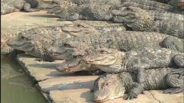 Chine : alligators en voie de disparition