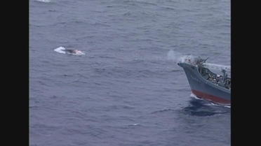 Japon: 122 baleines enceintes tuées