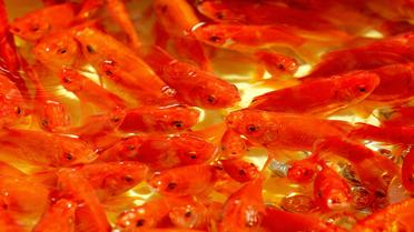 Les poissons rouges seraient victimes de maltraitance dans les fêtes foraines, selon les associations de défense des animaux qui veulent faire en sorte qu'ils n'y soient plus distribués en temps que lots [Atta Kenare / AFP/Archives]