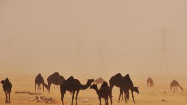 Des chameaux dans le désert saoudien  [Fayez Nureldine / AFP/Archives]