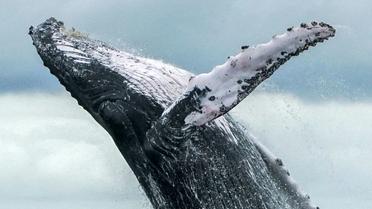 Une baleine à bosse fait un saut hors de l'eau dans le parc naturel national de Uramba Bahia Malaga en Colombie, le 12 août 2018 [Miguel MEDINA / AFP/Archives]