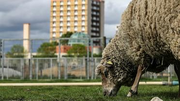 Un mouton broute à "La ferme ouverte" à Saint-Denis, le 24 avril 2019 [KENZO TRIBOUILLARD / AFP]