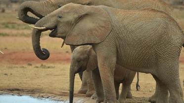 Le nombre d'éléphants d'Afrique a chuté de 1,3 million dans les années 1980 à moins de 400.000 aujourd'hui, selon une ONG. 