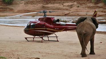 Un éléphant s'approche d'un hélicoptère dans la réserve de Samburu, au Kenya, le 15 septembre 2015 [PETER MARTEL / AFP]