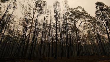 Âgé de 14 ans, un adolescent a survécu trois jours dans la brousse australienne. (image d'illustration) 