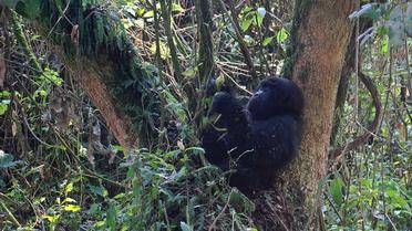 Un gorille de l'Est dans une réserve naturelle en République démocratique du Congo.