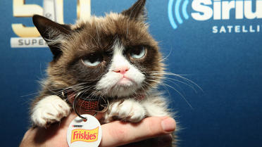 Grumpy Cat était une célébrité sur Internet.