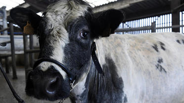 Parfaite ambassadrice de sa race, la vache laitière Imminence est la nouvelle égérie du Salon de agriculture 2019.