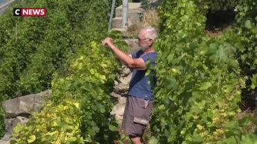 La Suisse : un producteur de vin