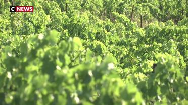 Hérault : les vignerons tentent de s'adapter à la canicule