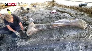 Un os de dinosaure découvert dans le sud-ouest de la France