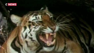 Inde : la population de tigres a augmenté de 30%