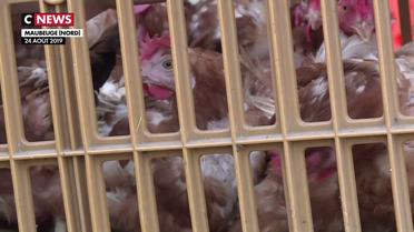 Une association sauve des poules de l’abattoir