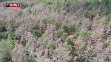 Sécheresse : la forêt de Fontainebleau décimé
