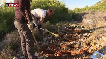 Marseille : des scientifiques tentent de replanter l'astragale dans les calanques