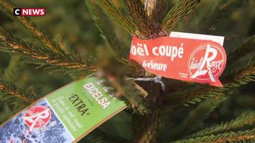 Hautes-Alpes : les sapins de Noël Label Rouge arrivent pour les fêtes