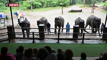 Thaïlande : les "sanctuaires d'éléphants", entre enfer et paradis pour pachydermes