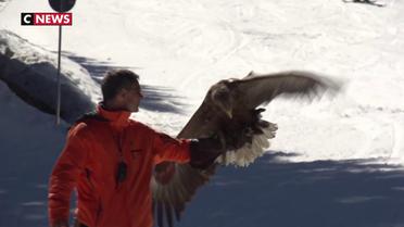 Morzine : et si on skiez avec des aigles cet hiver ?