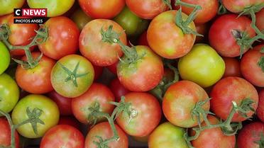 Virus de la tomate : premier cas détecté en France
