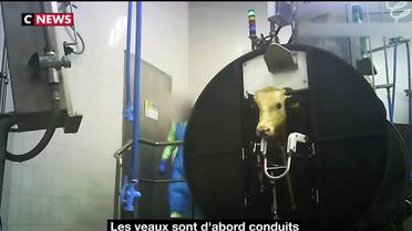 Dordogne : un abattoir de veaux dans le viseur de L214