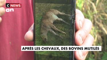 Maine-et-Loire : un veau retrouvé mort après avoir été mutilé