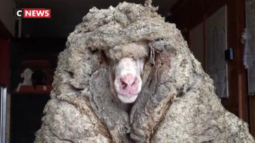 Australie : un mouton sauvage sauvé et débarrassé d’une toison de 35 kg