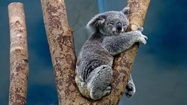 Le koala était déjà menacé de disparition avant les incendies, à cause de la destruction de son habitat. 