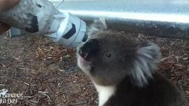Le koala a vidé la gourde du cycliste