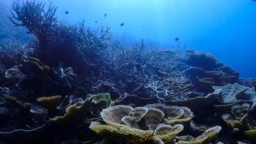 La Grande Barrière de Corail pourrait être mieux conservée grâce à cette découverte