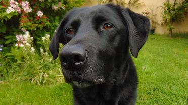 Labrador - noir 