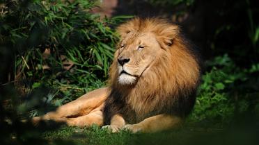 Un lion. (Photo d'illustration). 