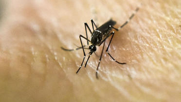 Le moustique-tigre (Aedes aegypti) est le vecteur des virus de Zika, de la dengue et du chikungunya. 