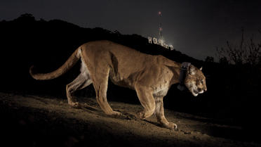 Quelques cougars vivent sur les hauteurs de Los Angeles