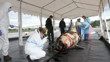 L'autopsie de l'orque avait été pratiquée le 31 mai, au lendemain de son décès.