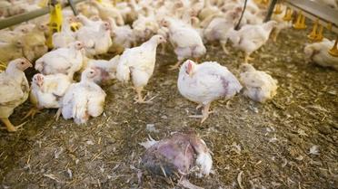 Une nouvelles enquête dévoile les conditions d'élevage de poulets de la marque Duc. 