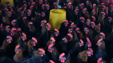 Un élevage de poulets en Chine, où les agriculteurs administrent massivement des antibiotiques aux animaux.