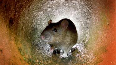 Les rats ont envahi les pelouses des Jardins du Louvre.
