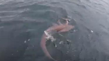 La scène a été captée par la GoPro que le pêcheur avait sur lui.