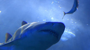 La police pense que les requins qui nageaient près d'Ariel sont des tintoreras ou des requins bleus. (illustration) 
