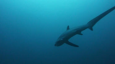 Un requin renard a été retrouvé échoué non loin du Mont Saint-Michel