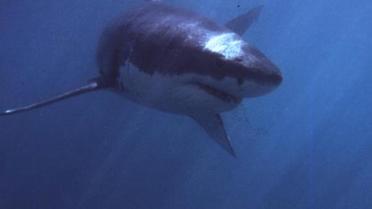 Un requin blanc, espèce pêchée au large de Sète dans les années 50