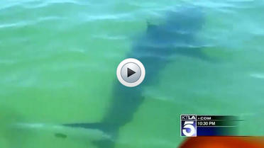De plus en plus de requins blancs sont présents dans les eaux de Manhattan Beach.