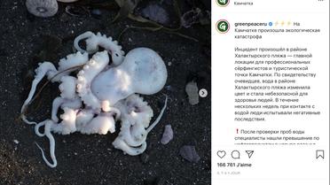 Des dizaines d'animaux morts ont été retrouvé sur une plage de la région du Kamchatka en Russie. 