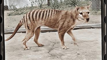 Des scientifiques parviennent pour la première fois à récupérer de l'ARN du tigre de Tasmanie, une espèce disparue